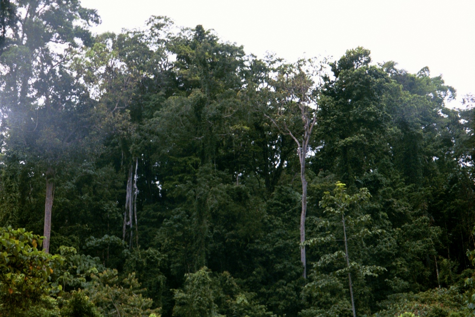 New Guinea & Surrounding Islands (AU13) | One Earth